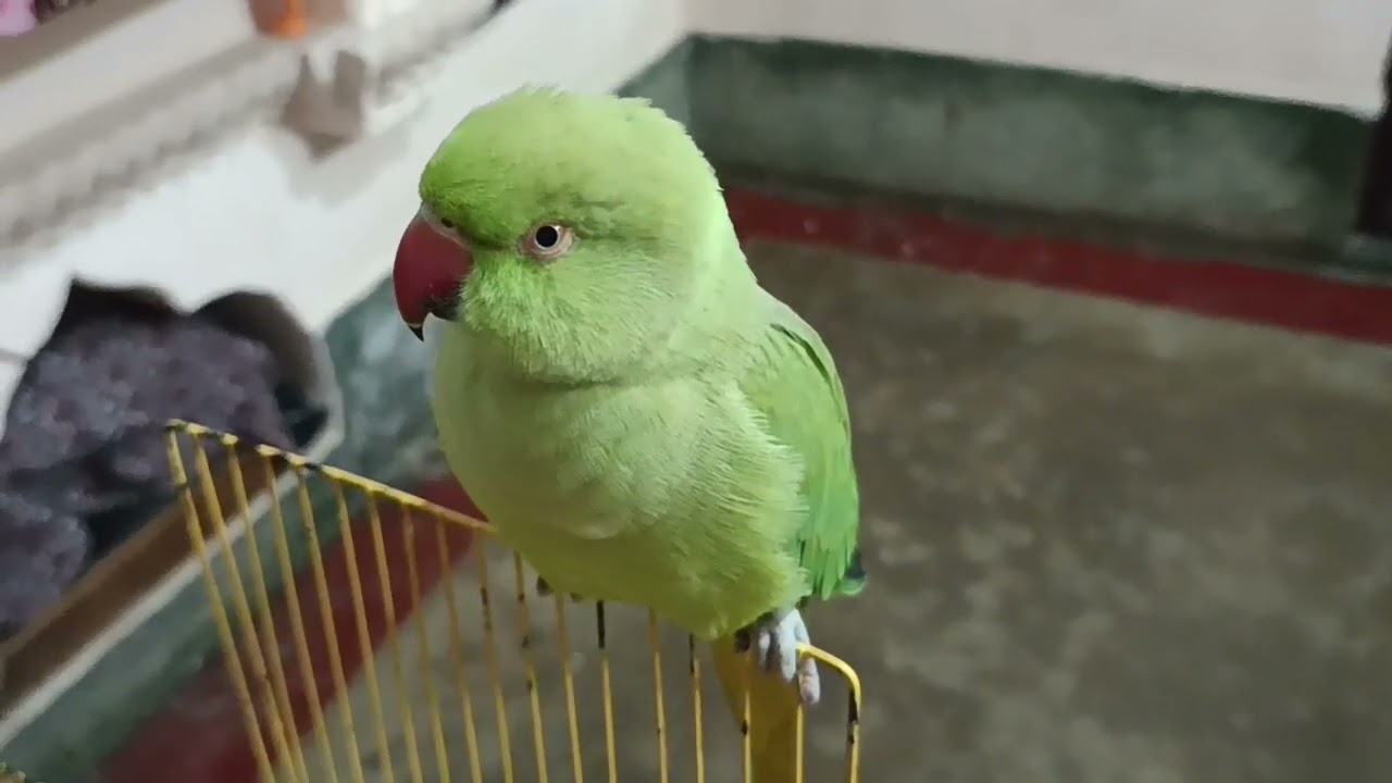 Talking parrot 🦜// mithu mithu baate karne wala talking parrot @mithurajavlogs23