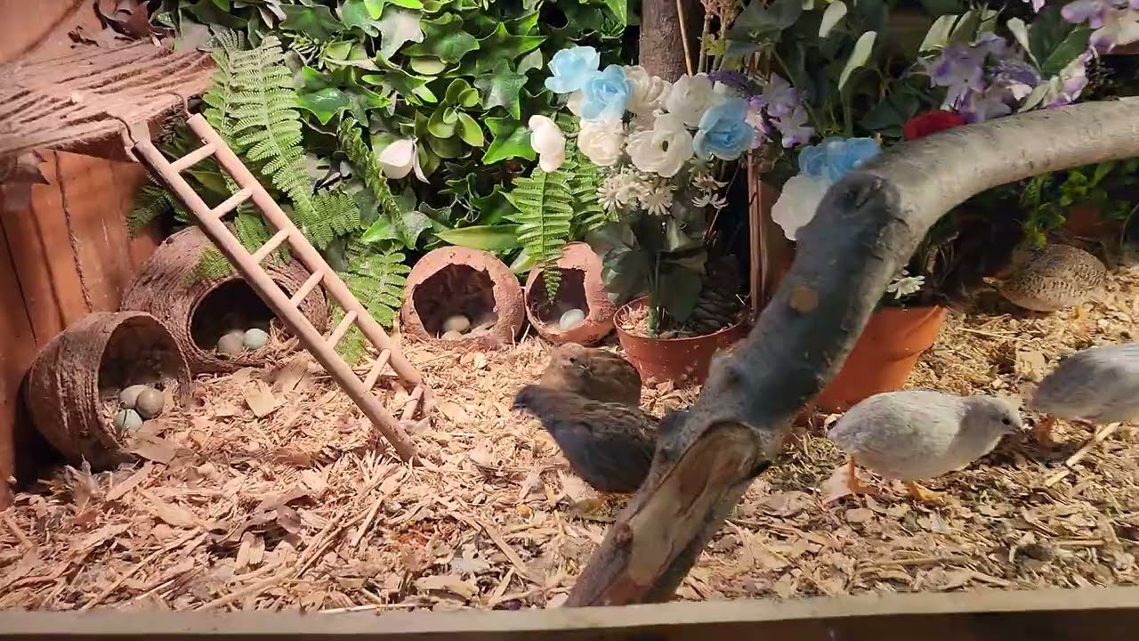 King Quail (Where and how they live?)