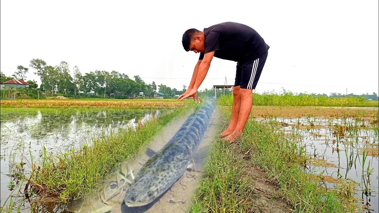 Unique Fishing Video 2022 || Smart Boy Catching Fish By Hand || New Fishing Video 2022
