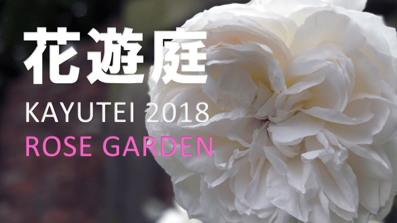 豊田市 庭花庭（かゆうてい） 東海地方のローズガーデン ☆ ROSE GARDEN BEAUTIFUL JAPAN