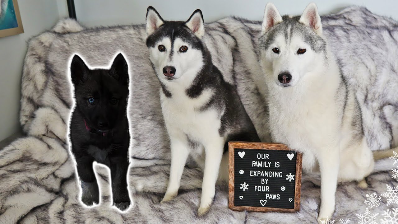 У нас появился щенок хаски?