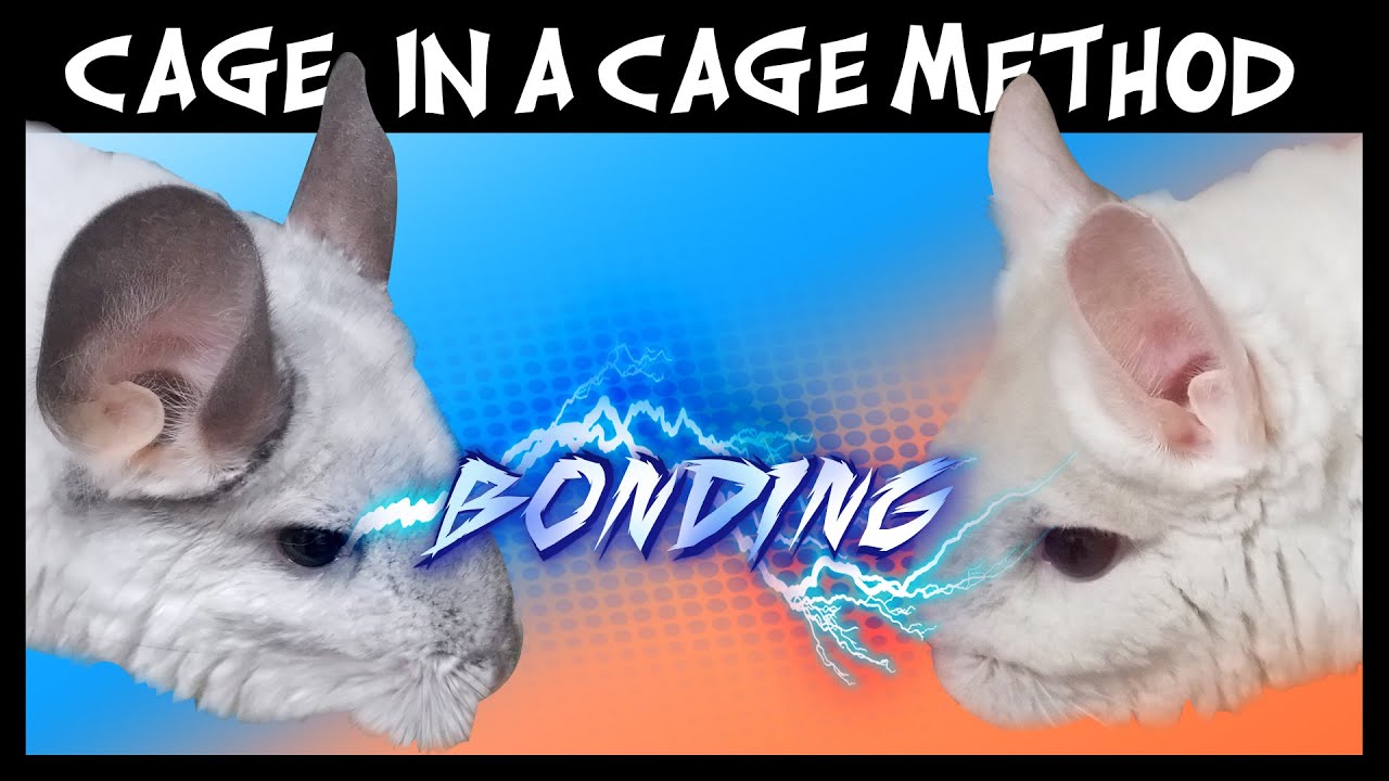 Pet Chinchilla Introductions | CAGE WITHIN A CAGE METHOD!