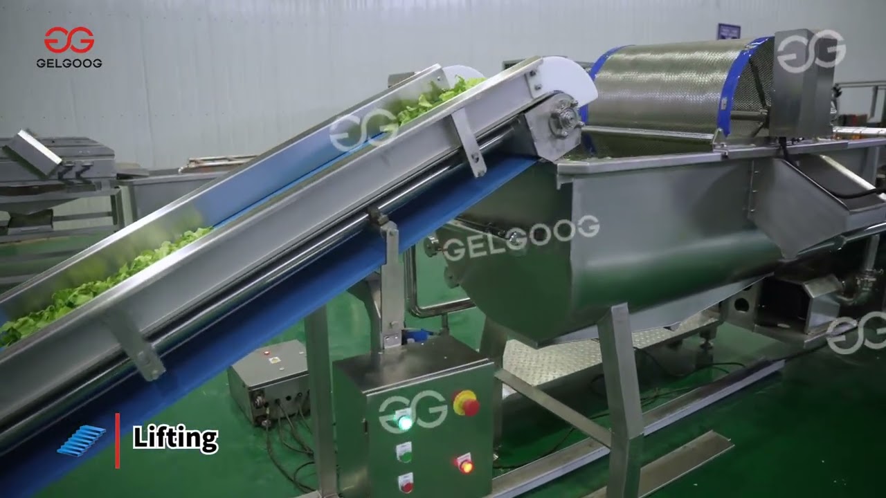 Industrial Lettuce Processing Line - Full Automation from Washing to Packaging