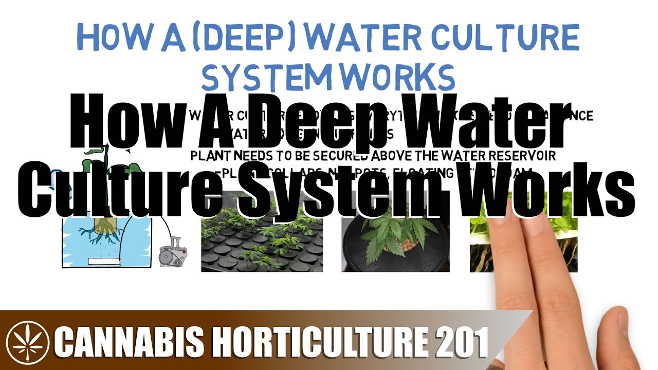 How A Deep Water Culture Hydroponic System Works