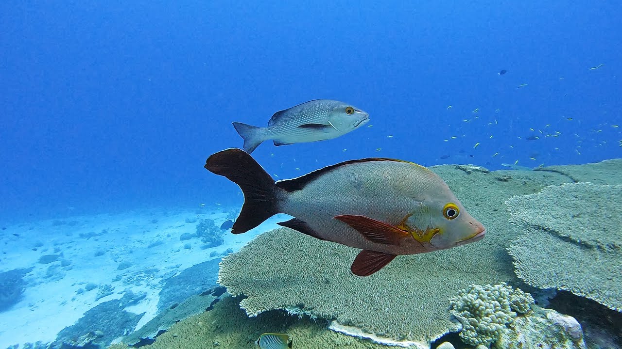 Cocos (Keeling) Islands Diving Day 3
