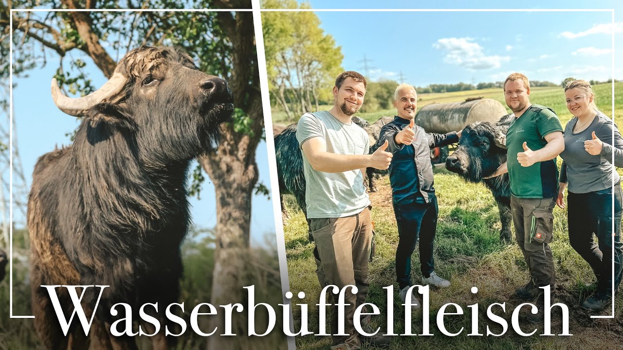 Wasserbüffel in Kassel? 🐮 Der Hof Gundelach bietet außergewöhnliches Fleisch aus der Region! 🔴