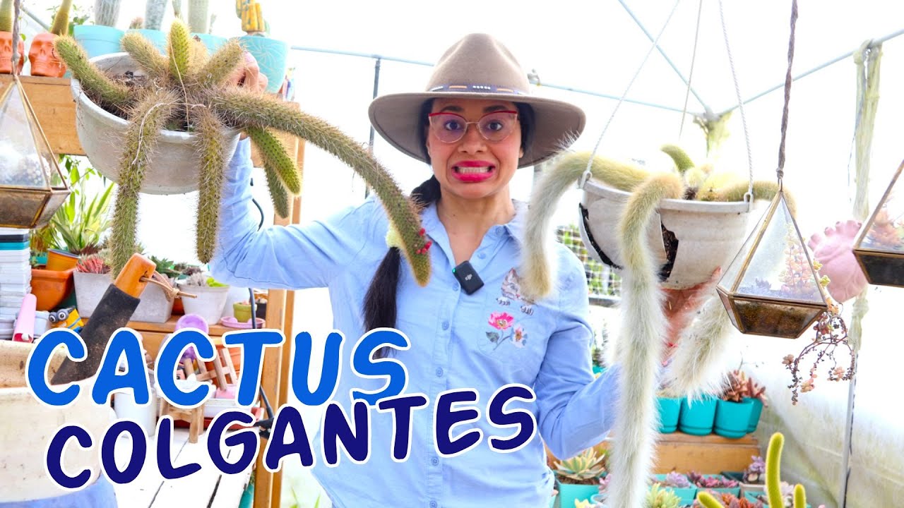 Trasplantando cactus colgantes ¡Todo un desafío! │Candy Bu