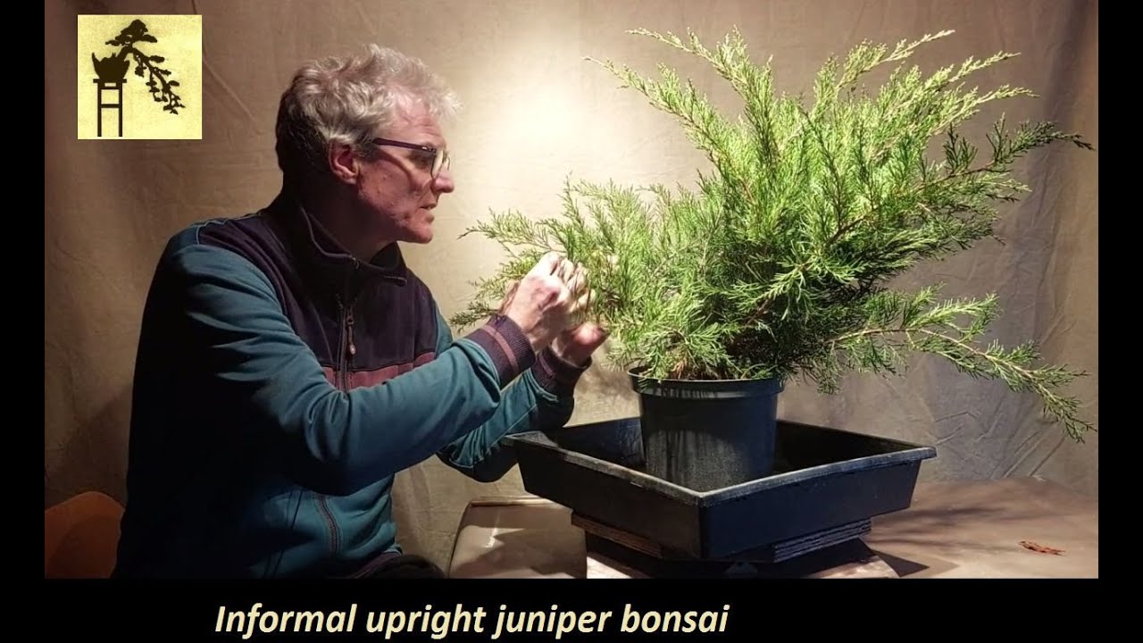 Informal upright juniper bonsai 1 (part 1)