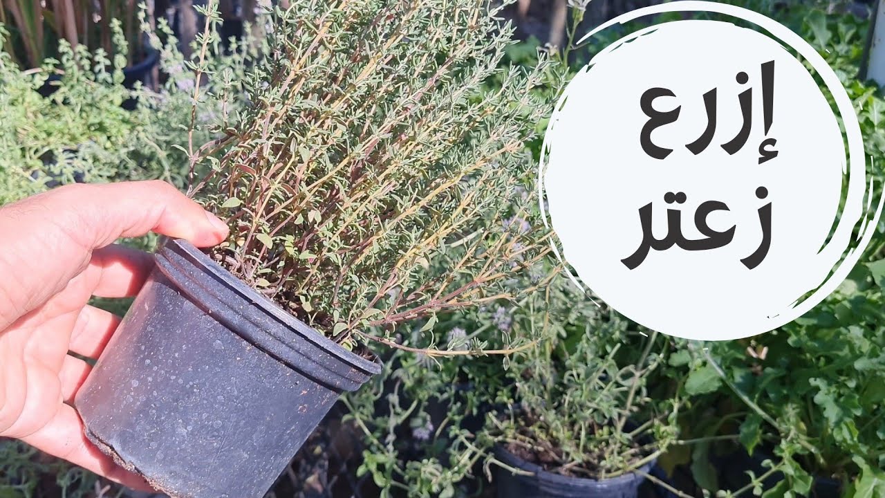 الزعتر يمكنك زراعته في بيتك بالبذور و بالعقل. زراعة الزعتر