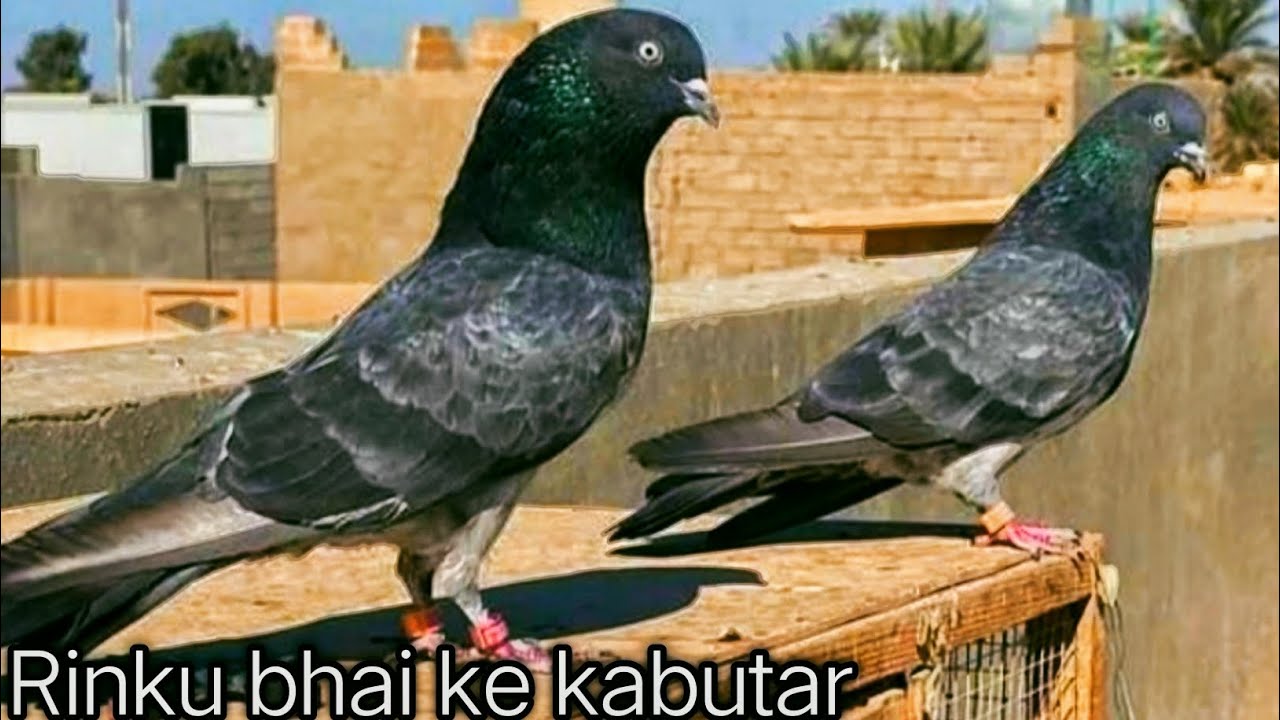 Ghare Kalsare kabootar Rinku bhai ke kabootar sheopur