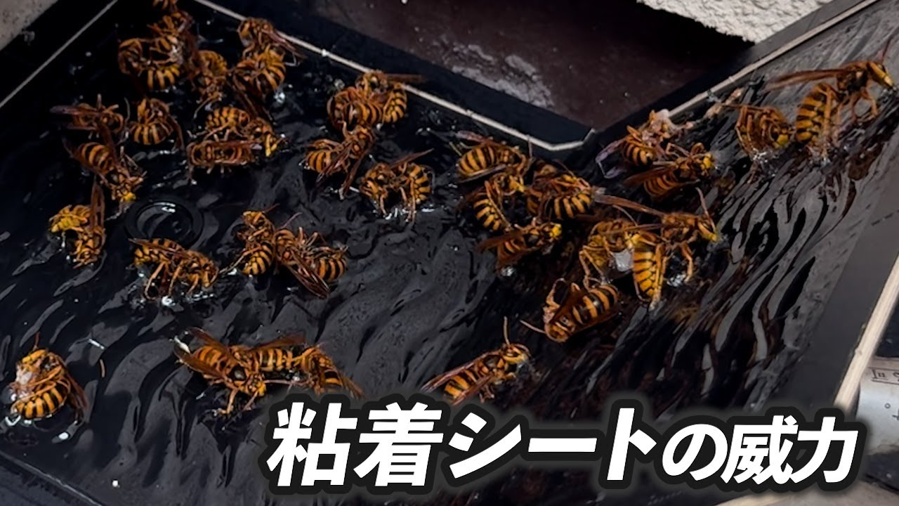 粘着シートでスズメバチを捕獲してみた