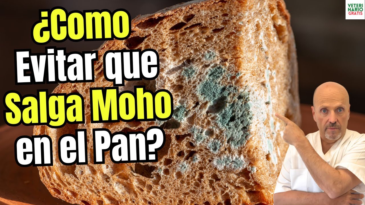 🍞🚫 ¿COMO EVITAR QUE SALGA MOHO EN EL PAN? (✅ Trucos que SÍ funcionan en casa) 🧊🌬️