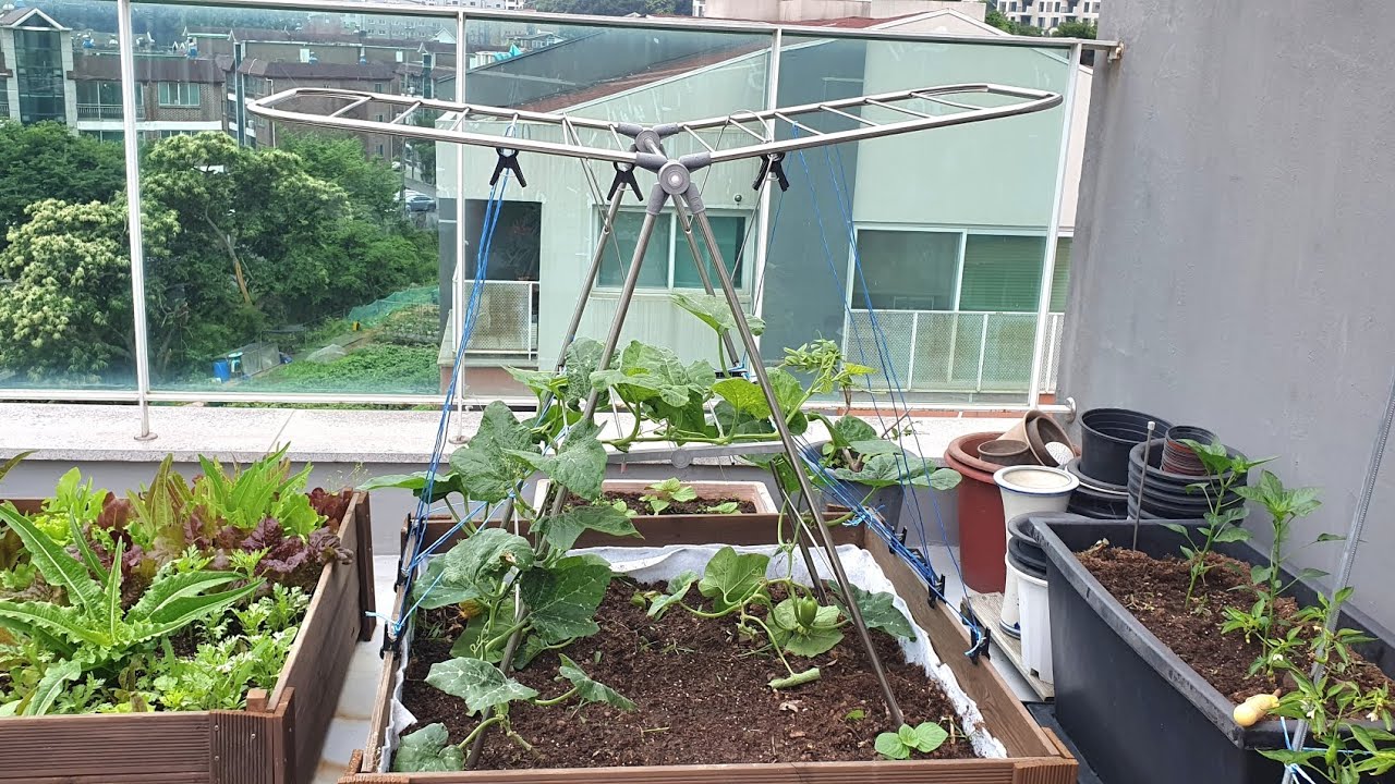 옥상텃밭 만들기/상추가 풍년이어요#상추 #쌈채 #애호박#오이#테라스주택#신현리이여사