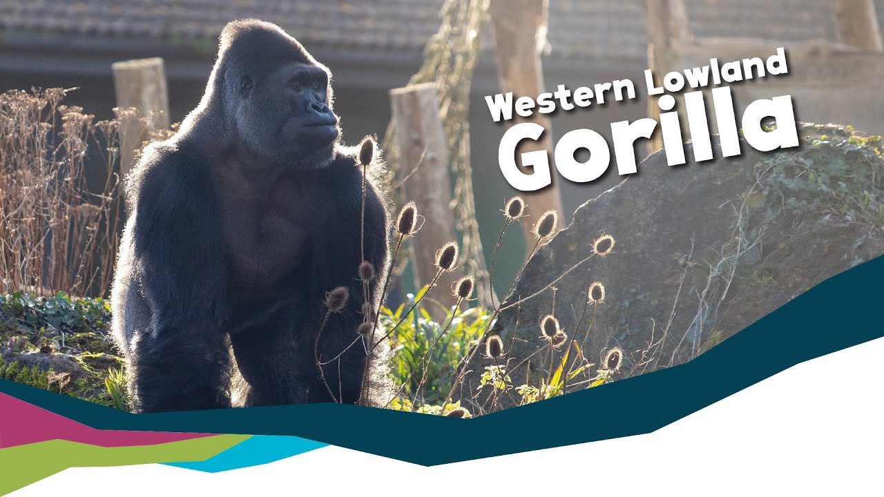 Keeper Talk  - Western Lowland Gorillas