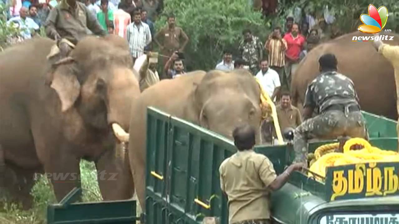 Kumki Elephant Real Scene: Wild Elephant Caught With The Help Of Kumki | Fight