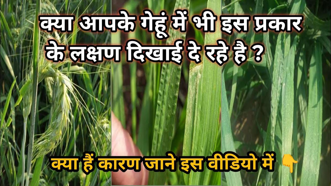 गेहूं में बोरोन की कमी के लक्षणों को कैसे पहचाने! Boron Deficiency In Wheat Crop.