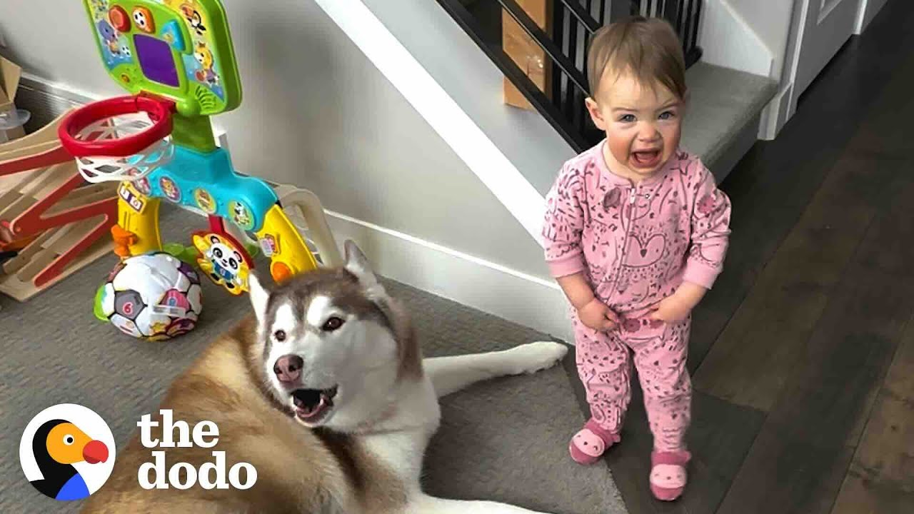 Children Raised By Huskies   | The Dodo