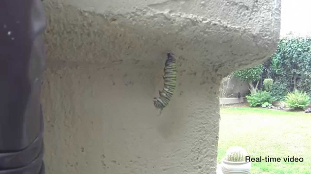 Monarch Caterpillar to Chrysalis