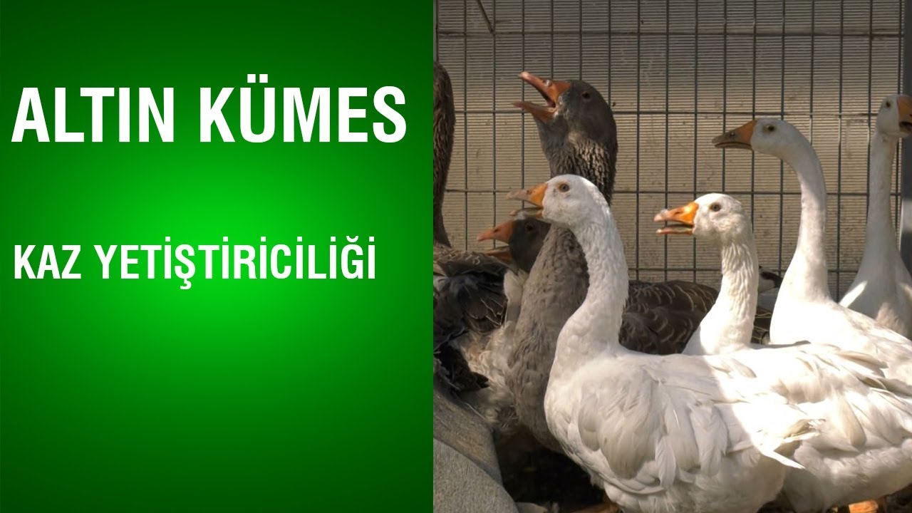 Altın Kümes - 🔴BU KAZLARI DAHA ÖNCE NE DUYDUNUZ NE DE GÖRDÜNÜZ❗️ 🟢DİNAZOR KAZI❗️ Kaz Yetiştiriciliği
