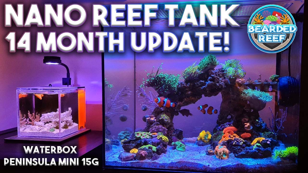 Nano Reef Tank 14 Month Update - Waterbox Peninsula Mini 15g