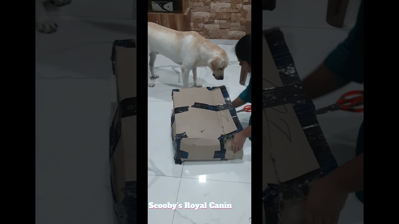 Unboxing Royal Canin  Labrador Retriever Adult Food 12kg| Labrador retriever.