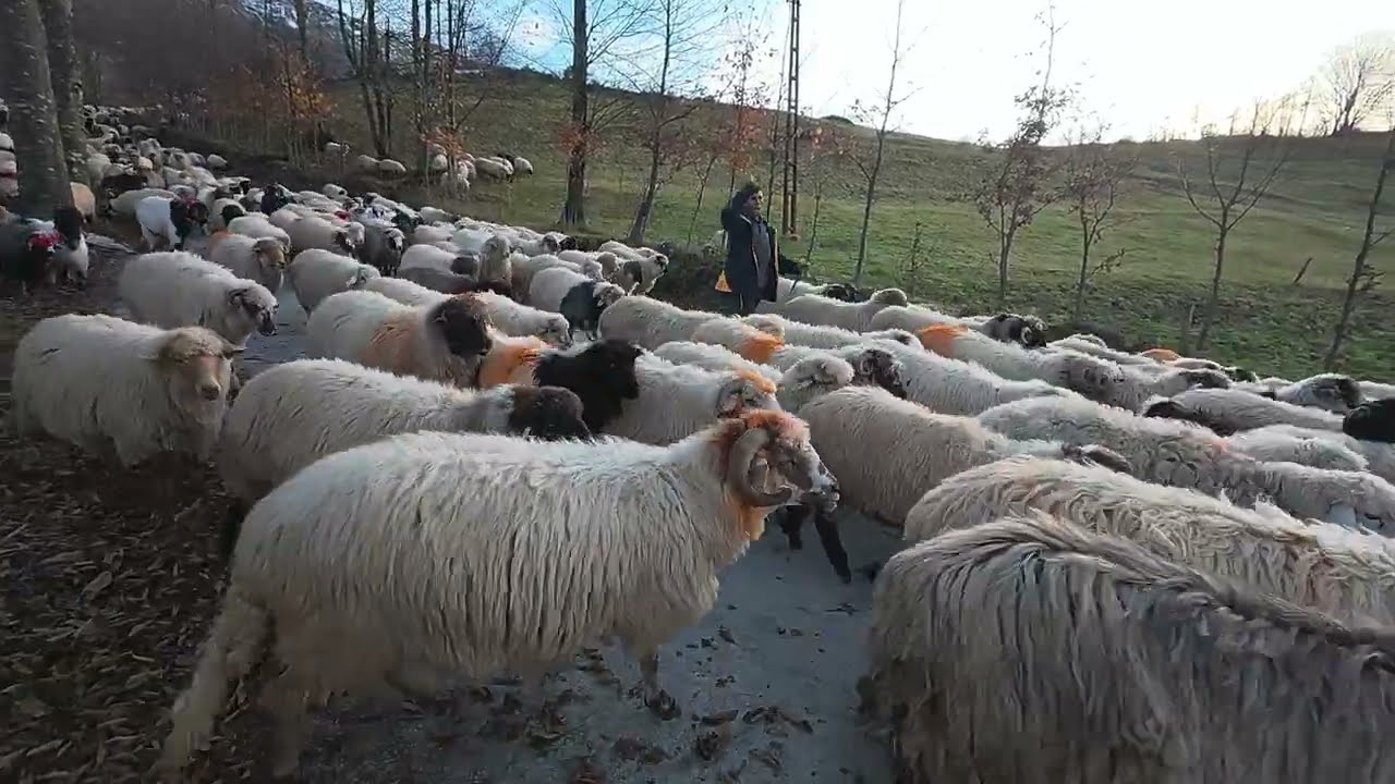 Koyun Göçü, Çayırbağı Köyü/Düzköy/Trabzon