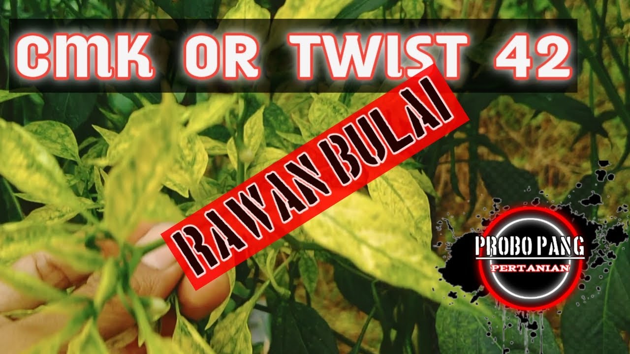cmk or twist 42 terkena virus kuning usia 63 HST
