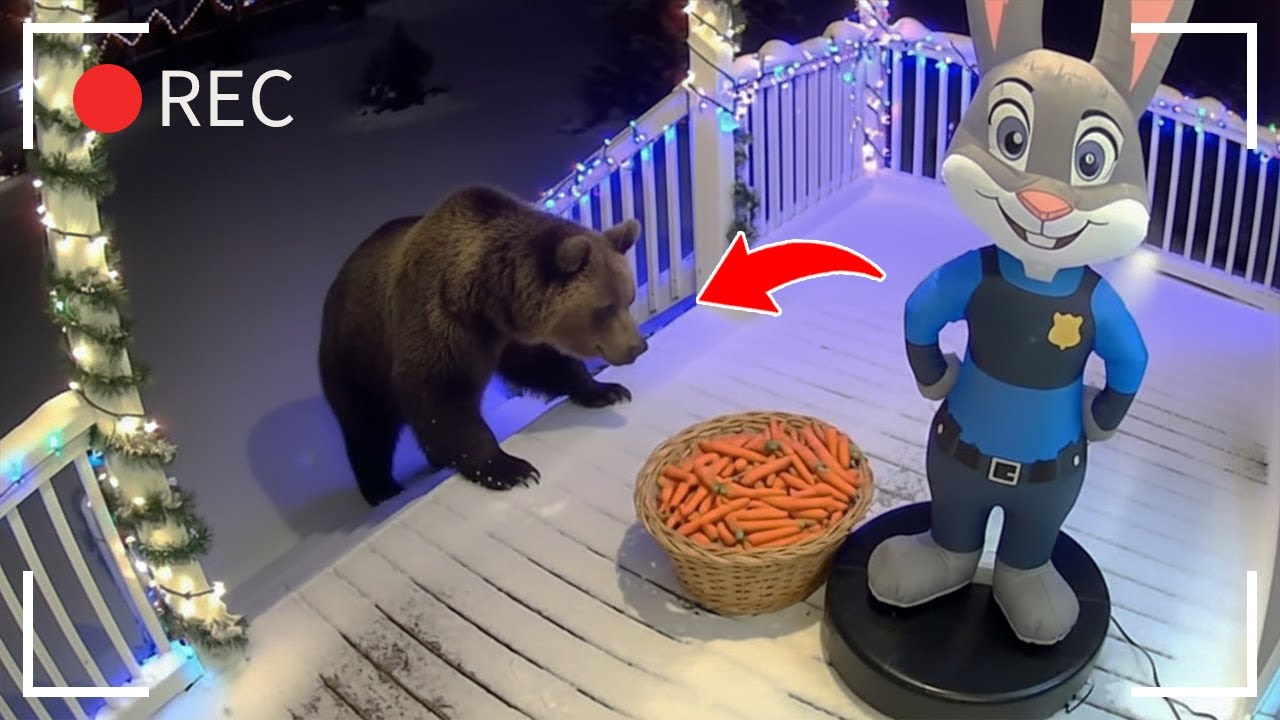 🐻 Bears Scared by Christmas Decorations 🎄 Hilarious Reactions Caught on CCTV