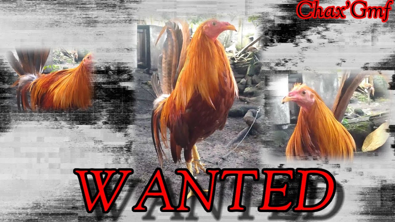 Ayam Filipin Sweater Gold#peternakmuda