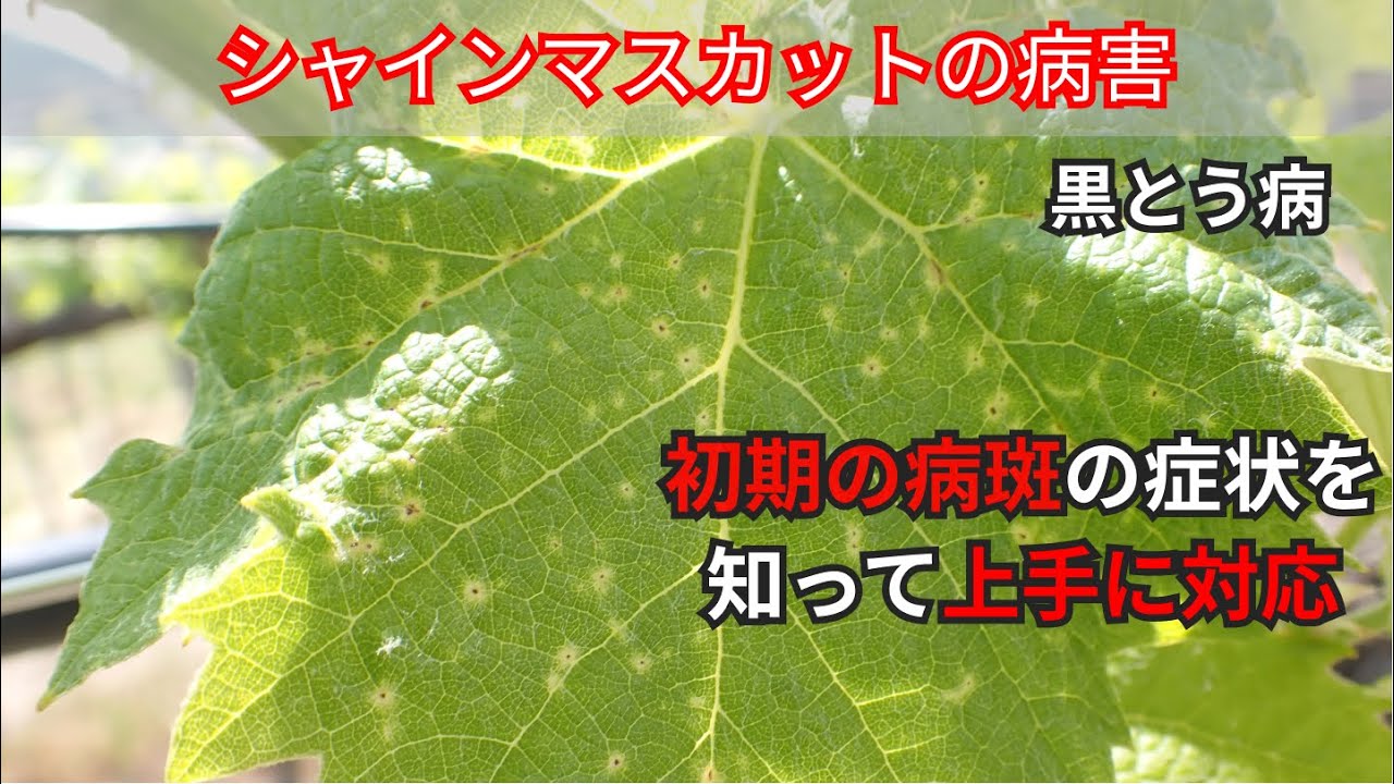 山梨県ぶどう栽培2023シーズン　黒とう病の初期病斑の見つけ方