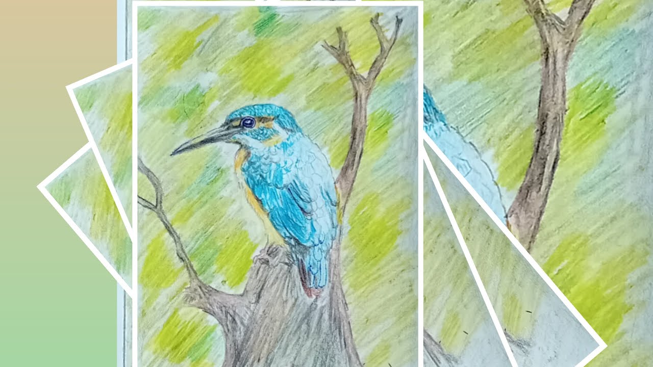 I Draw a  KINGFISHER   bird  picture used in to colour pencil #  ART # picture . 