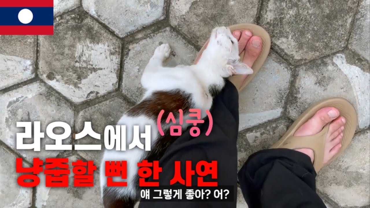 비엔티안 여행 중 냥줍할 뻔 한 사연(라오스 EP 02)