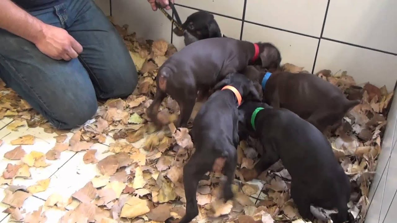 Doberman puppies for sale