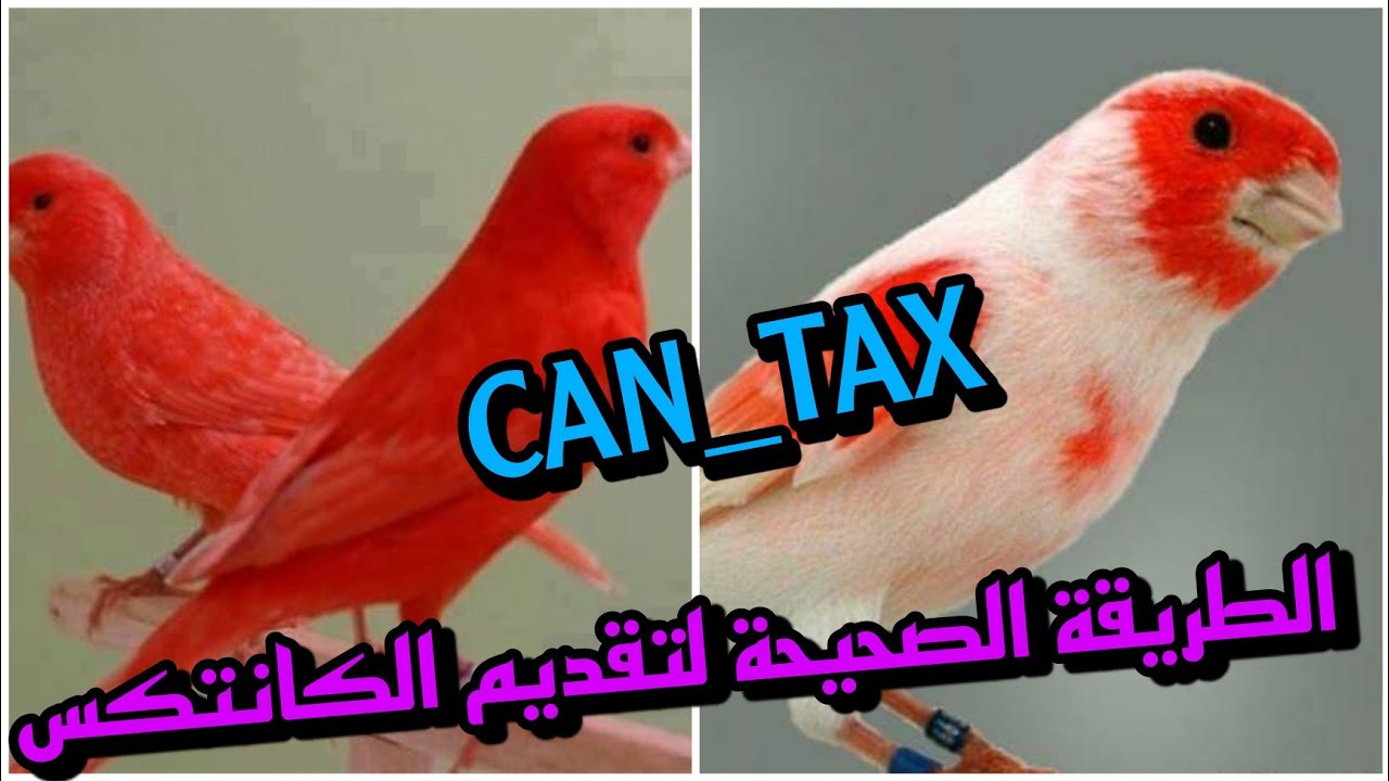 طريقة تقديم الكانتكس الصحيحة 100% CAN_TAX