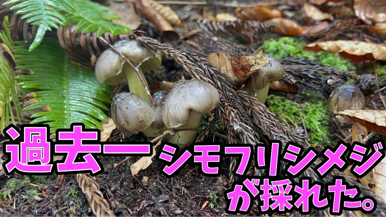 【神回】シモフリシメジが爆採れ！！！