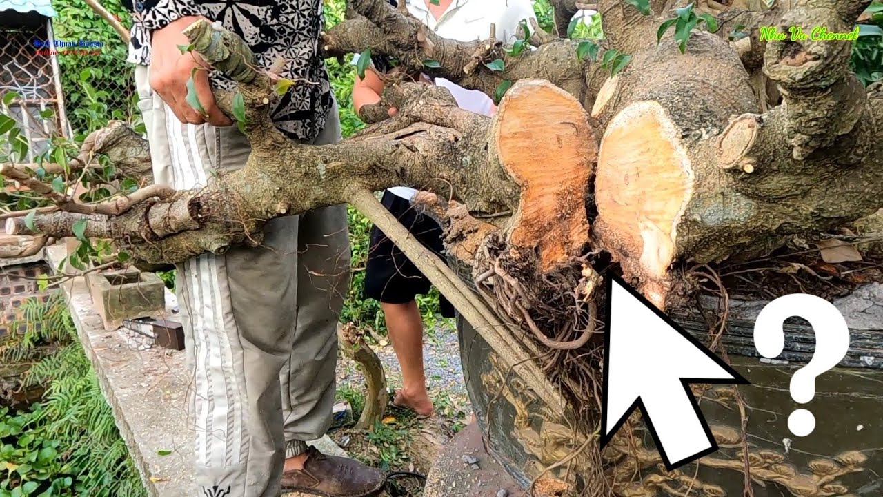 🛑 Trực Tiếp : Thuận Đồng Nát Cắt chuyển  cây sanh Trực hoành cổ về cây Thác đổ cực đẹp