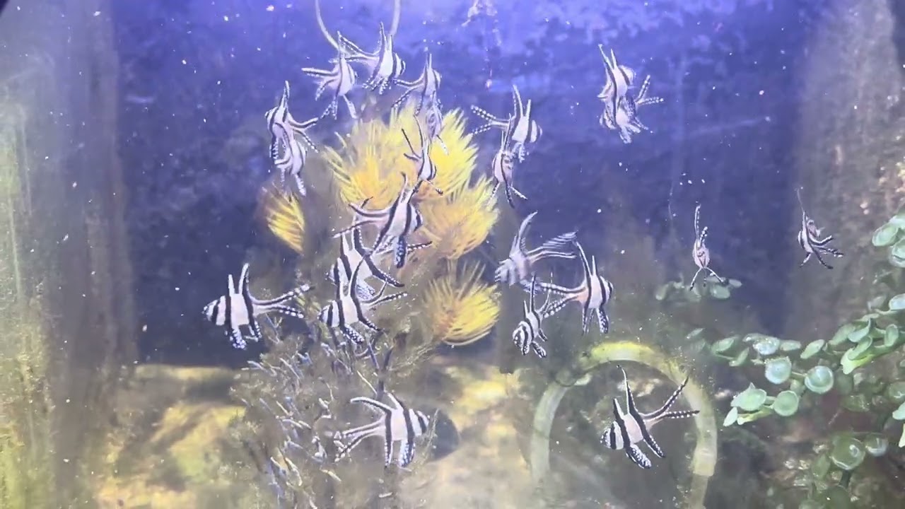 Two month old captive bred Bangaii cardinals #aquarium #ocean