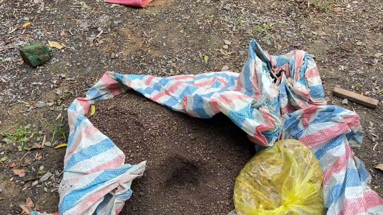 Chất trồng cho cây mai vàng