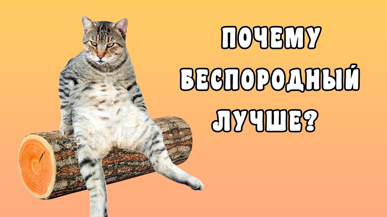 Почему Беспородная Кошка Лучше Породистой? 8 убедительных аргументов.