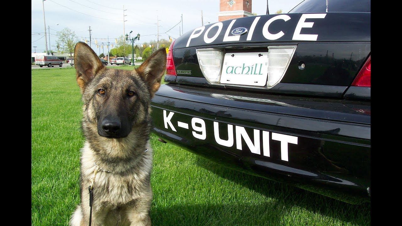 K-9 Tribute