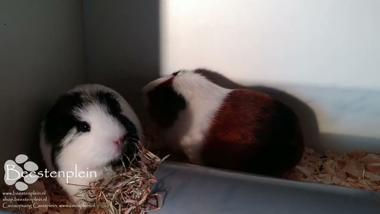Caviapraat 16 nov 2024:  de grote verhuizing van Caviaopvang Caviaplein!