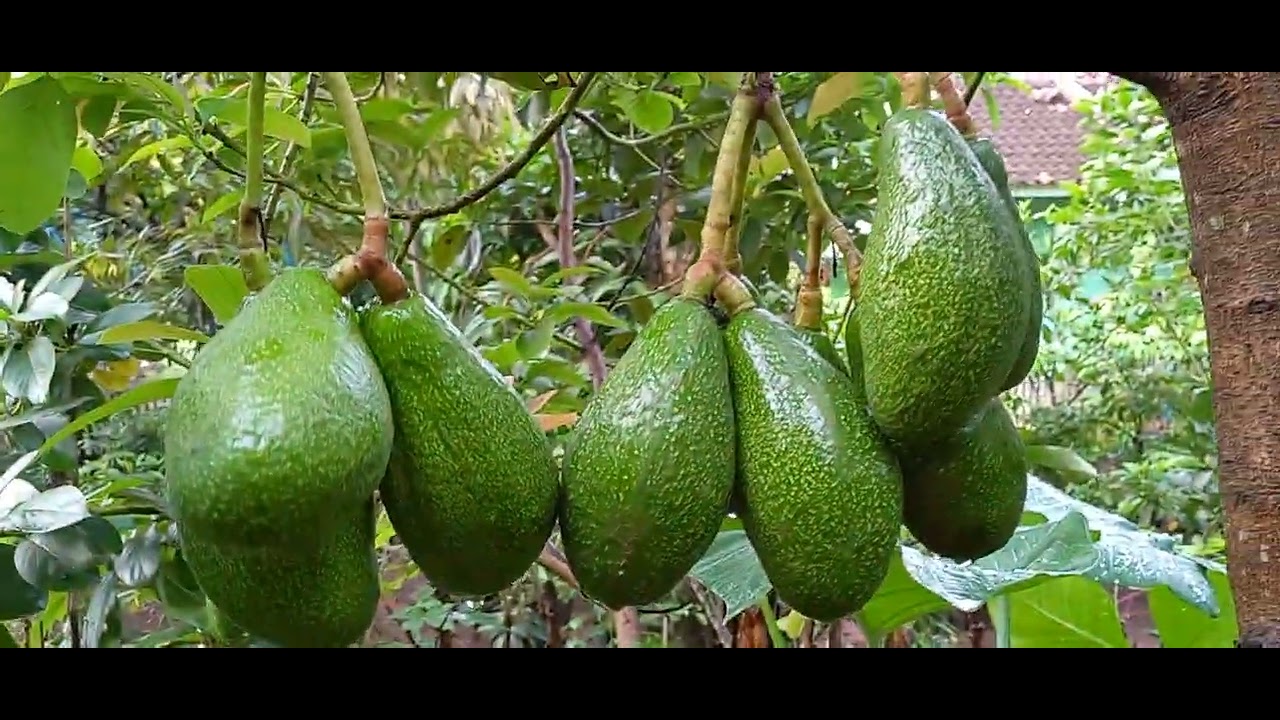 Liat buah alpukat vietnam sungguh luar biasa lebat nya(@PekonSriwungunursery )