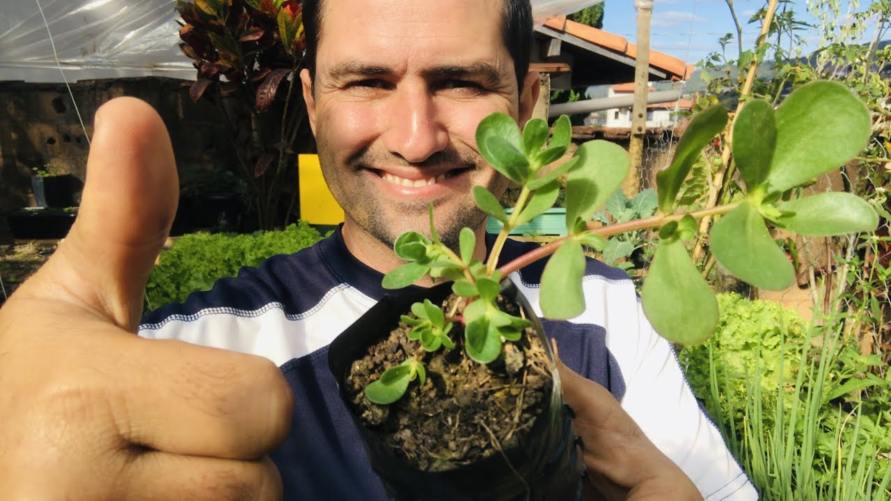 BELDROEGA A PLANTA DO OMEGA 3