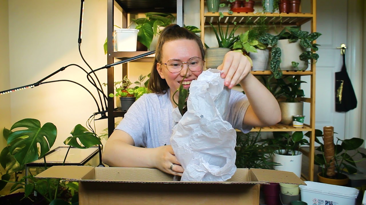 Unboxing Plants: Stupid Egg