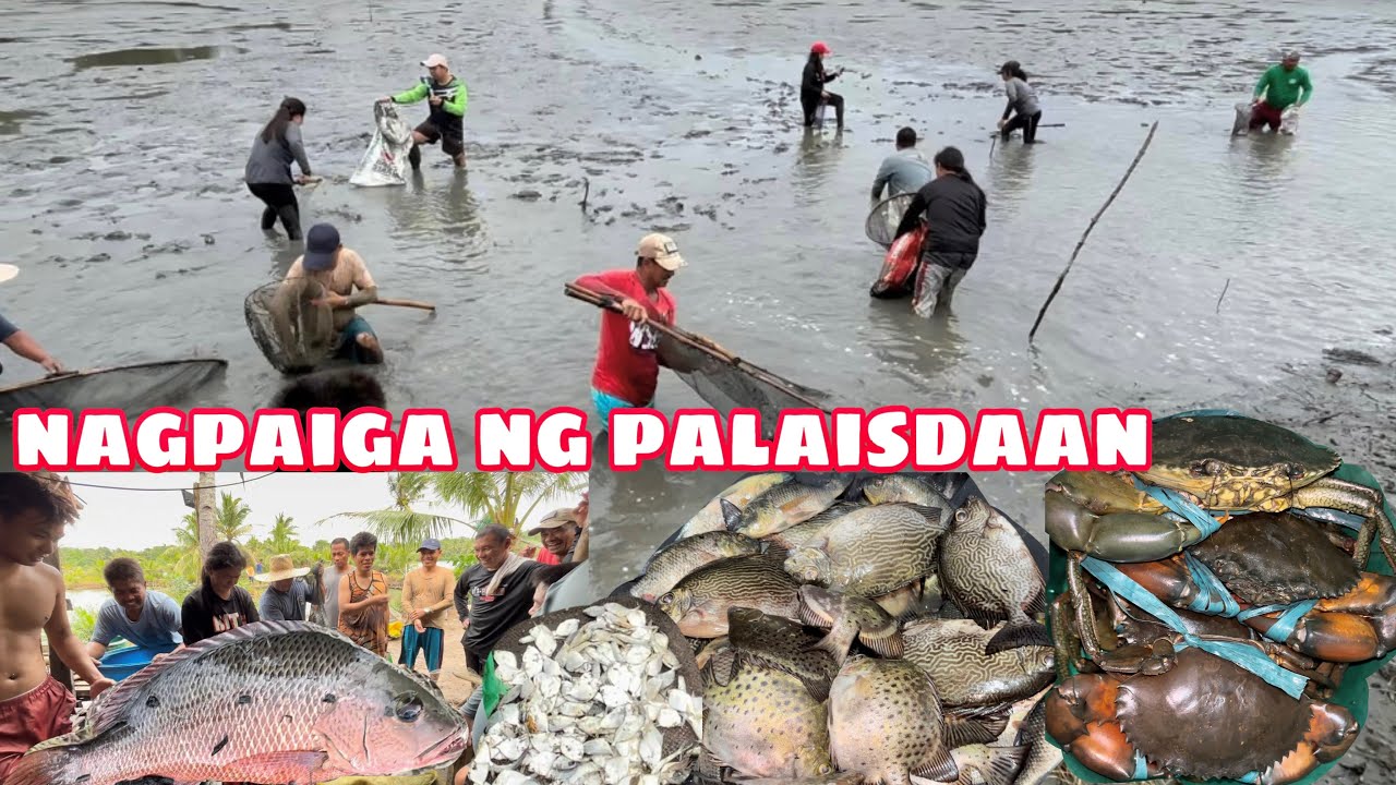 NAGPAIGA NG PALAISDAAN | MARAMING HULING ISDA | Bangus, tambong, kitang at midyad