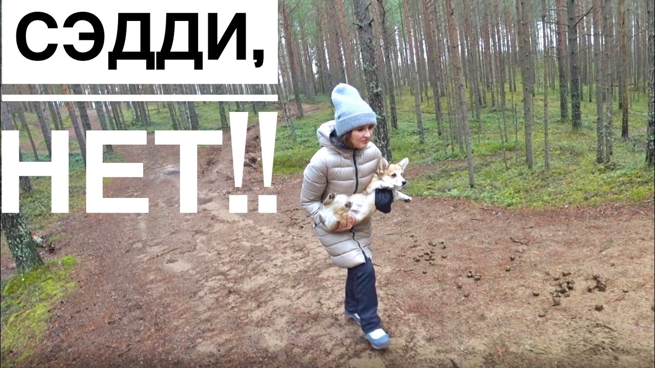 ЧТО СЛУЧИЛОСЬ В ЛЕСУ.. 😨на природе с 2 КОРГИ | VLOG