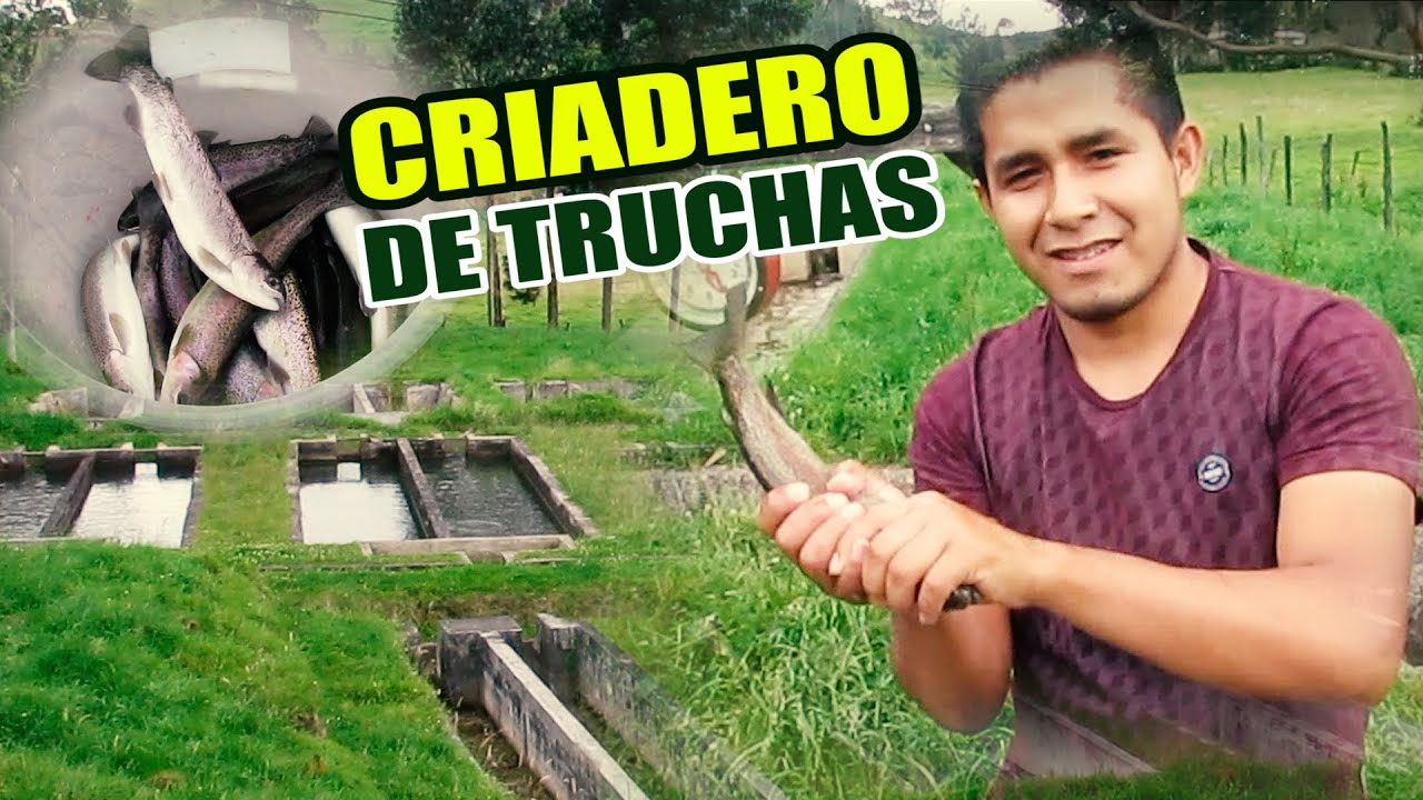 Visitando el Criadero de Truchas Pulun Sapalache Huancabamba ( Piura )