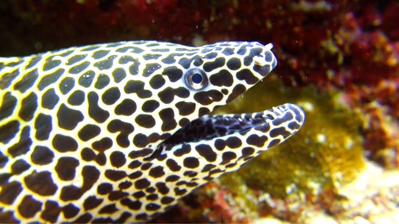 Scuba Diving Indonesia - Pulau Weh, Sabang.