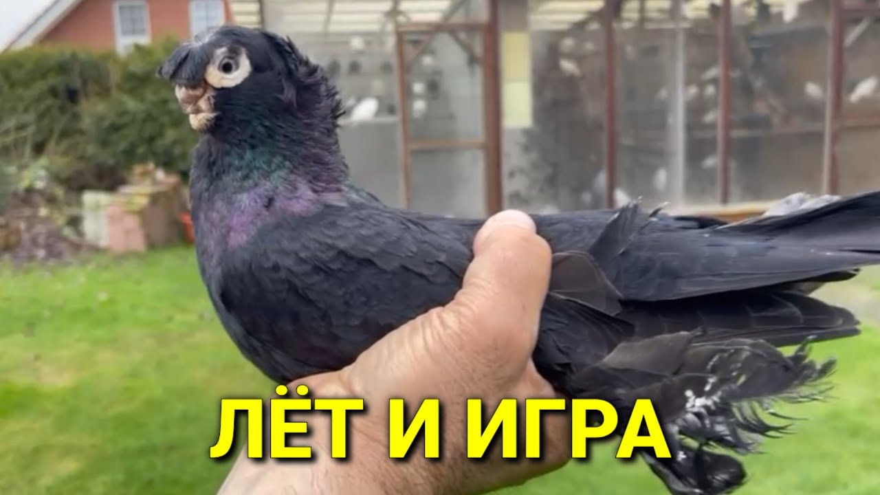 Лёт и игра шикарные голуби. Жук. Челкарь. Белые. Двухчубые голуби. Tauben. Pigeons