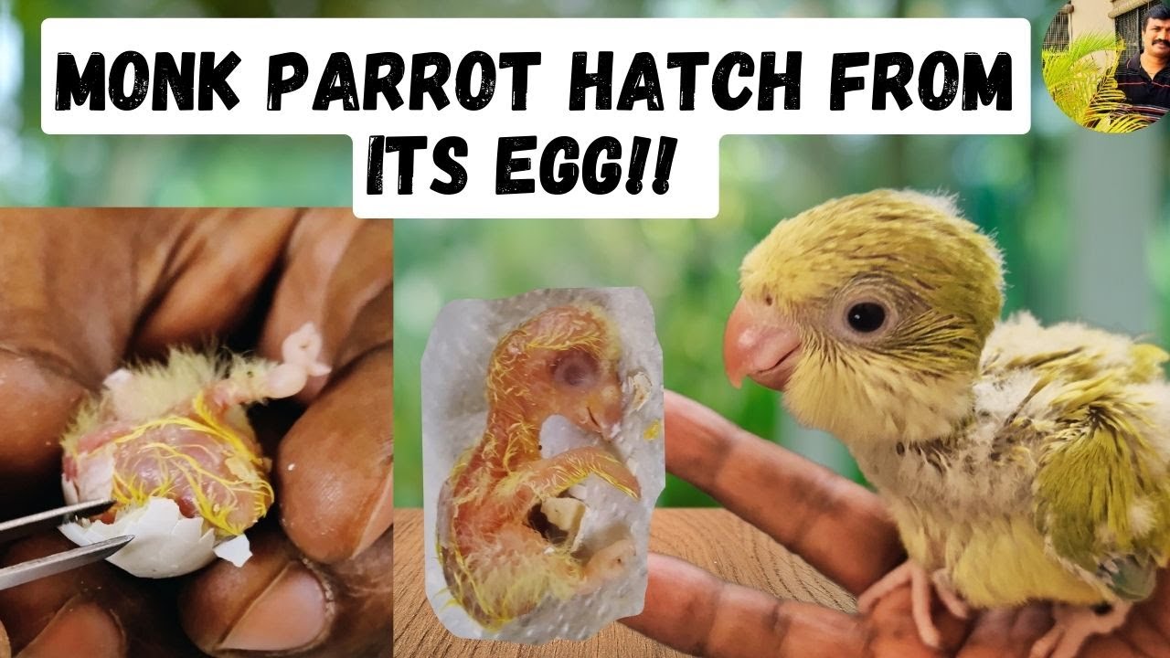 Helping a Baby Monk Parrot Hatch | HMS Aviary